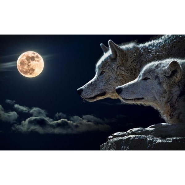 White Wolves at Full Moon