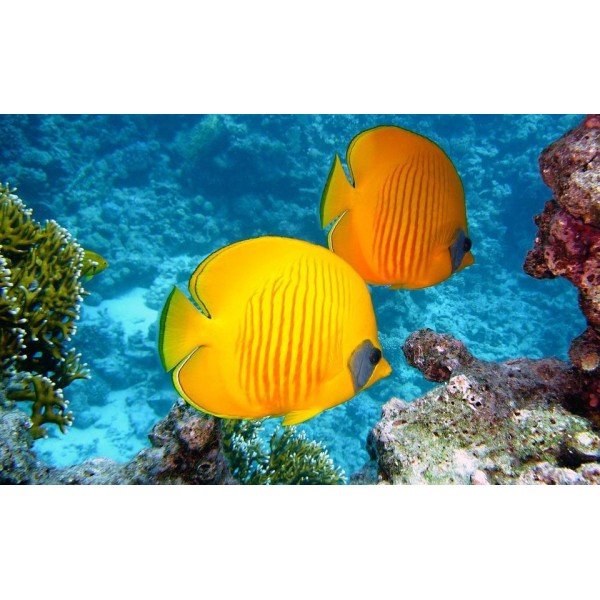 Orange and Yellow Fish