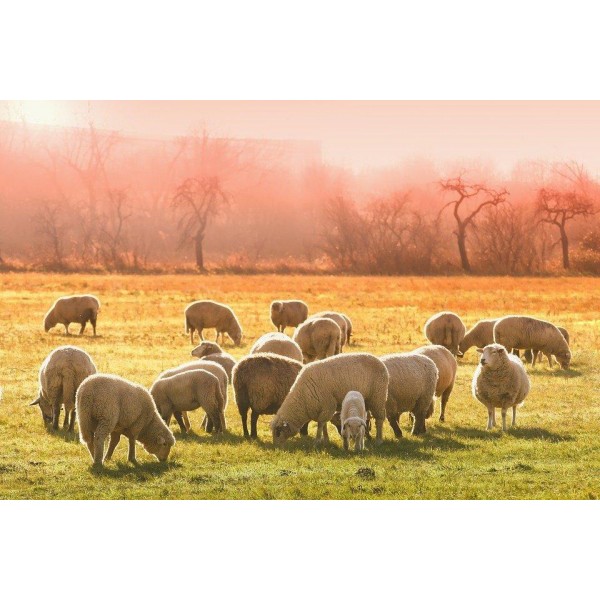 Sheep in the Morning Sun