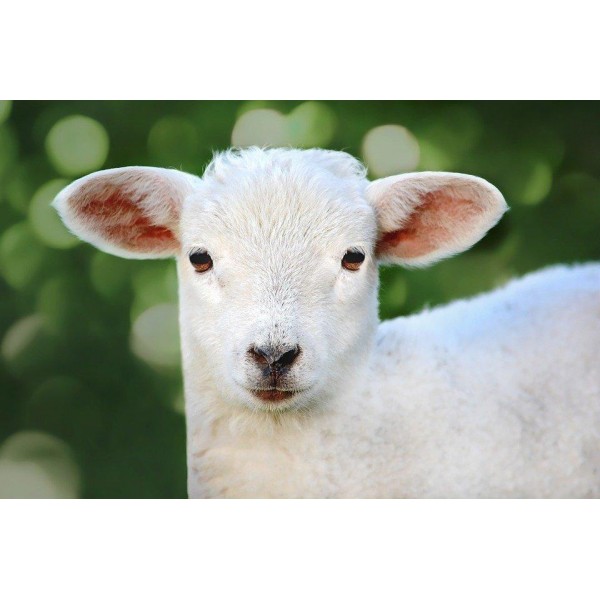 The Sweet little Lamb