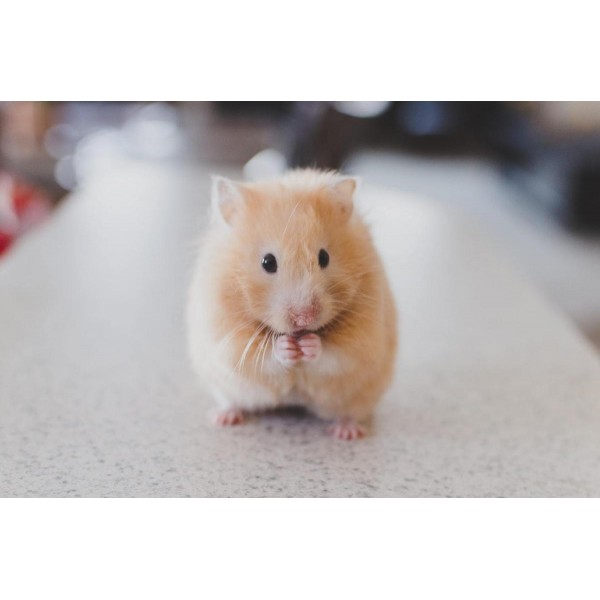 Cute Little Hamster