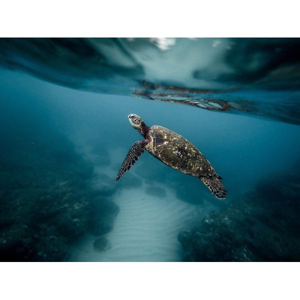 Turtle under Water