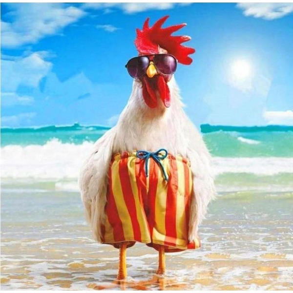 Funny Rooster on Holiday