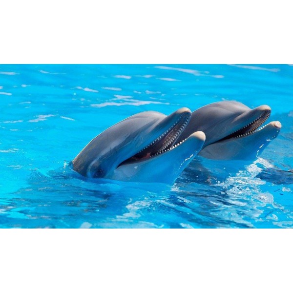 The Dolphin Friends