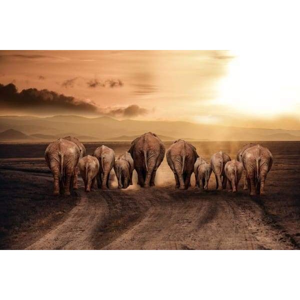 Elephants Family Travel