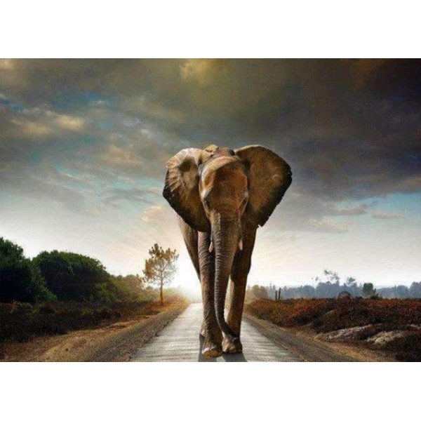 Elephant on the Road