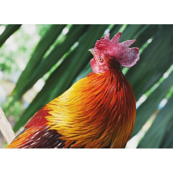 Rooster Portrait