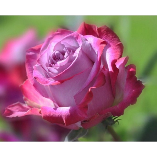 Beautiful Pink Rose