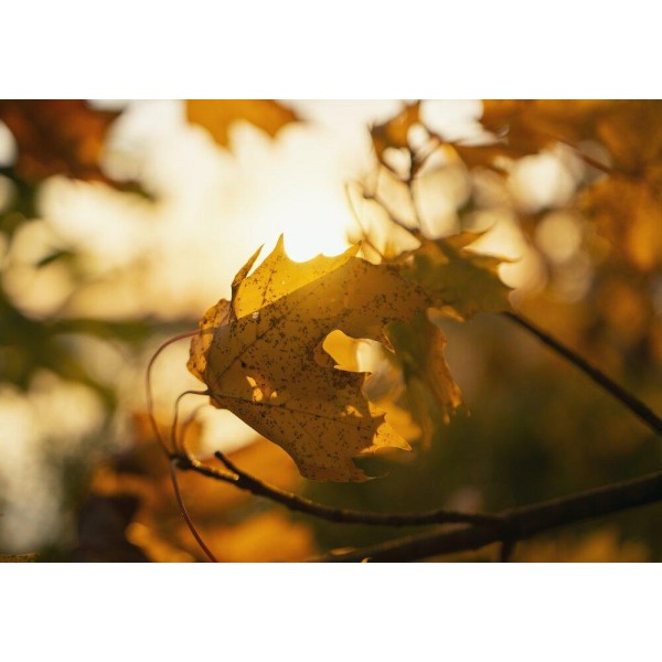 Autumn Leaf in The Sun