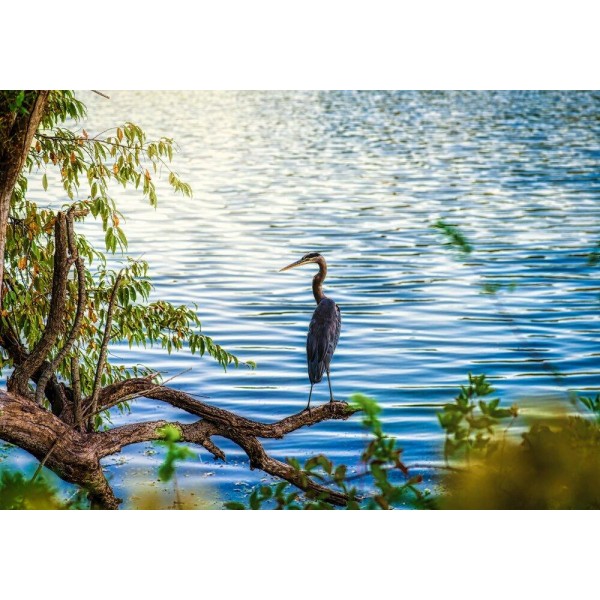 Heron at Lake