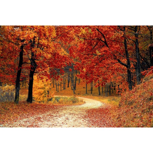 Forest Trail in Autumn