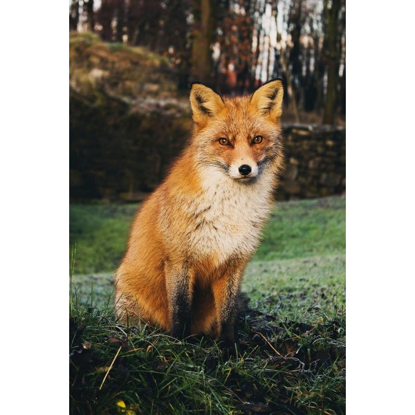 The Fox in The Forest