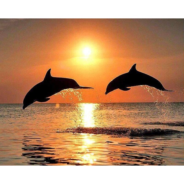 Dolphins at Sunset
