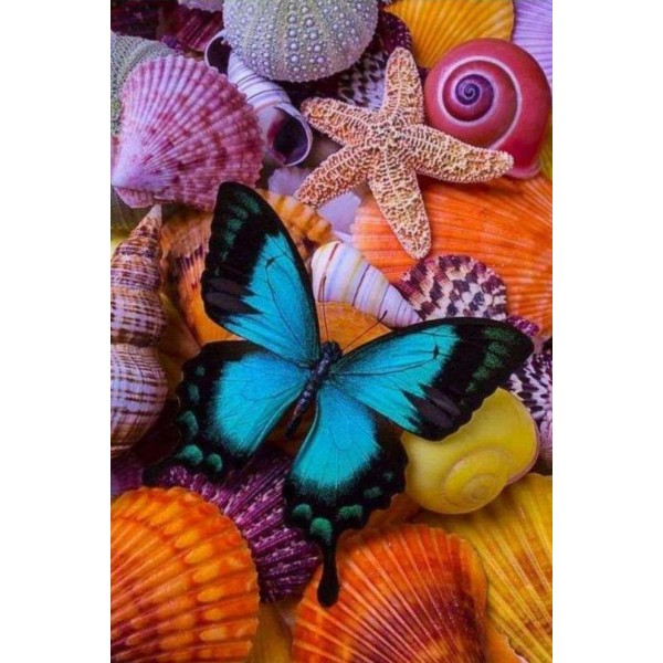 Butterfly and Sea Shells