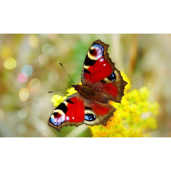 Beautiful Red Butterfly