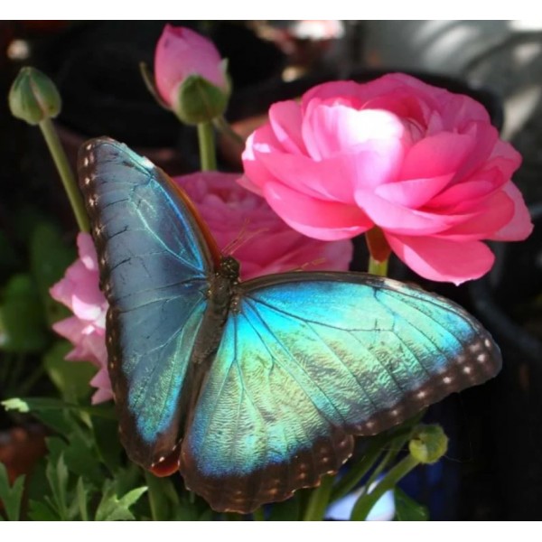 Blue Butterfly Pink Flower