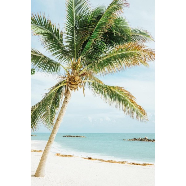 Palm Tree at Sea