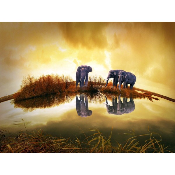 Elephant Panorama