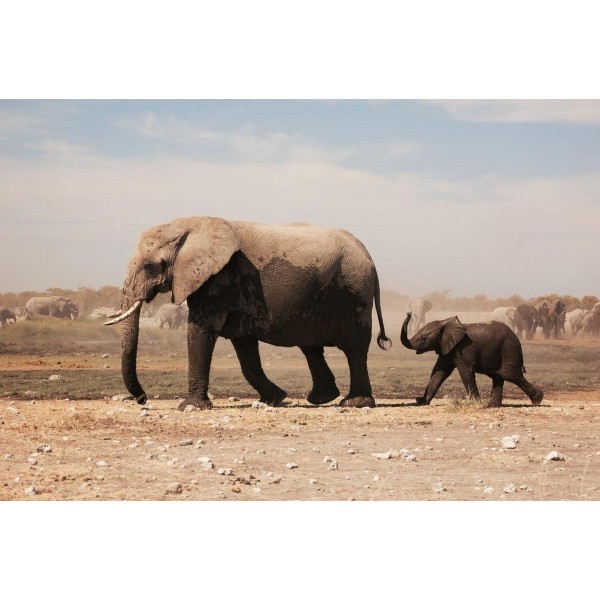 Cub follows Mother Elephant