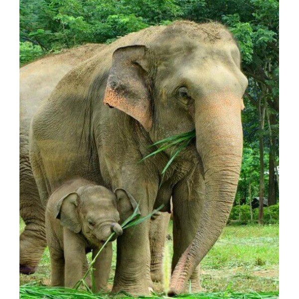 Mother Elephant with her Little One