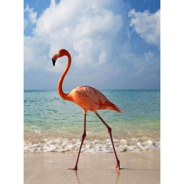 Flamingo on the Beach