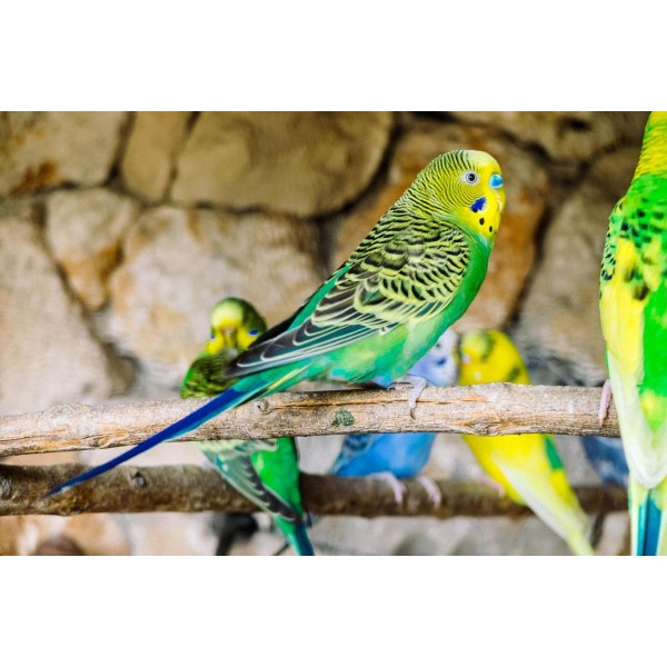 Parakeets Together