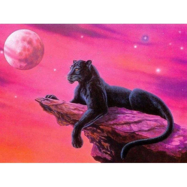 Black Panther on a Rock