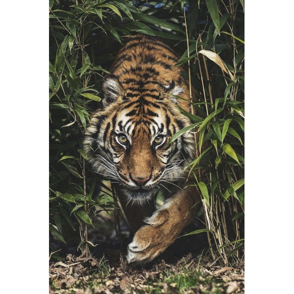 Tiger in the High Grass