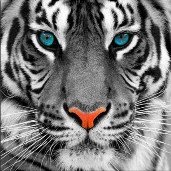 Tiger with the Blue Eyes