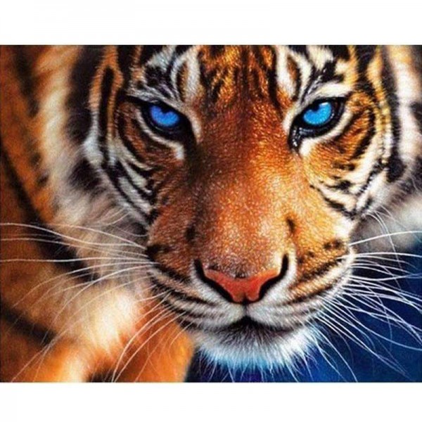 Tiger Blue Eyes