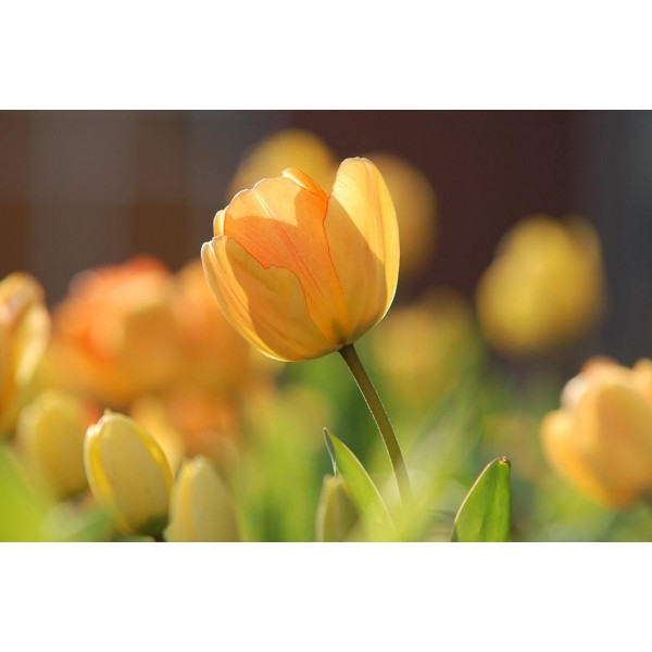 Spring Tulip Orange
