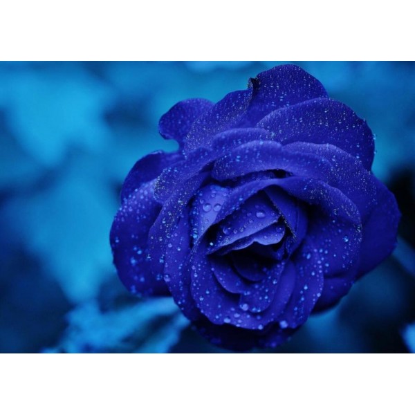 Blue Dewy Rose