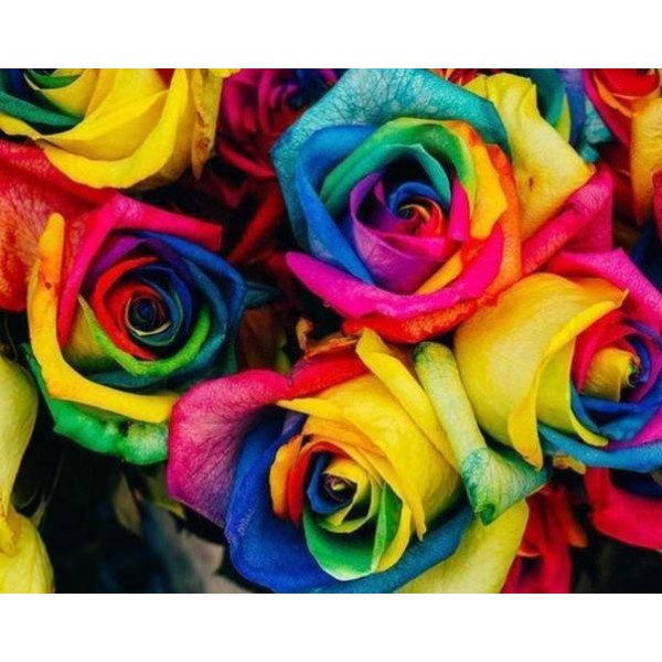 Colored Bunch of Roses