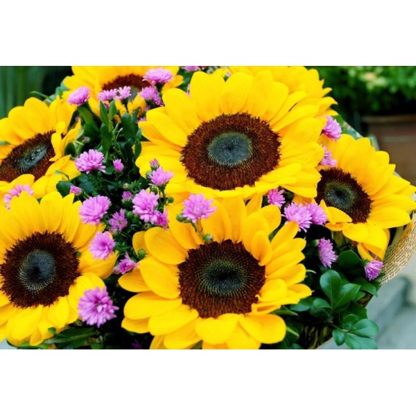 Sunflowers in Spring