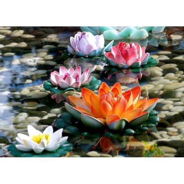 Colored Water Lilies
