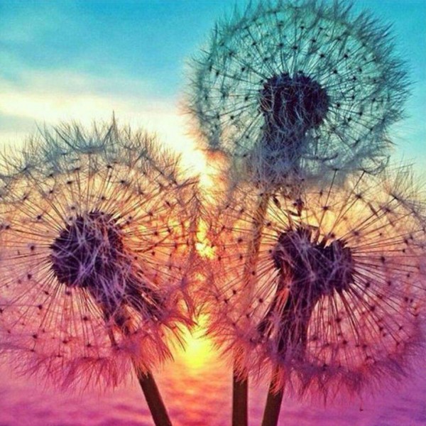 Dandelions Sunset