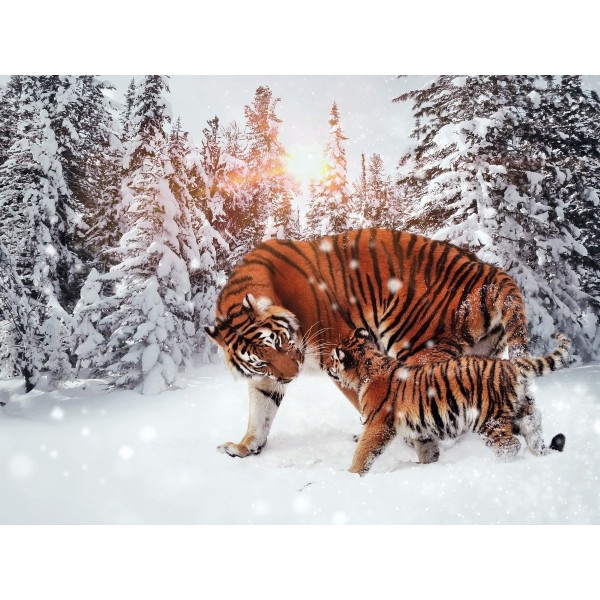 Bengal Tigers in the Snow