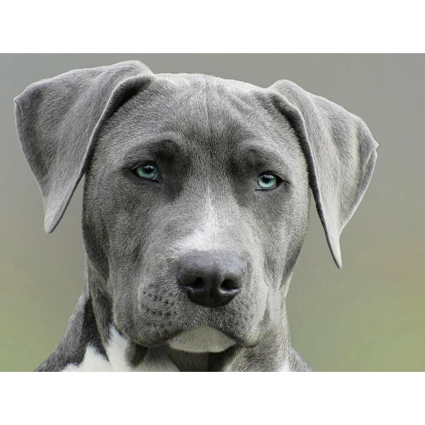 Dog with Blue Eyes Portrait