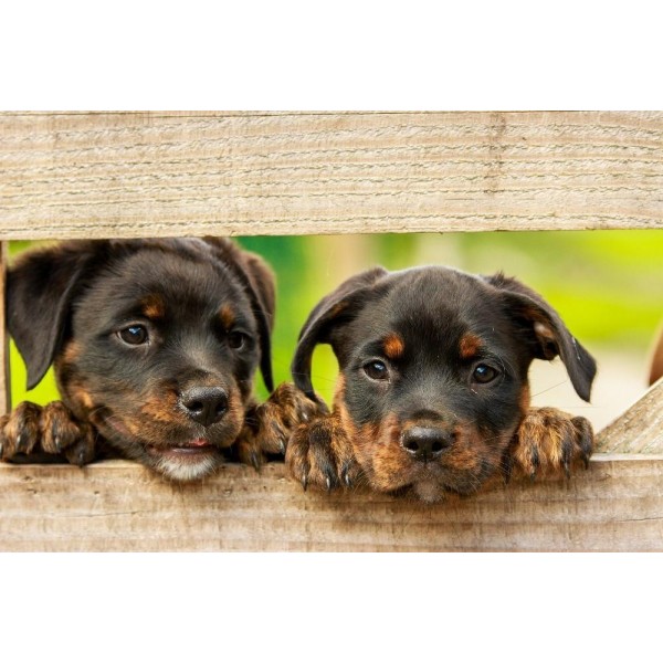 Curious Puppies