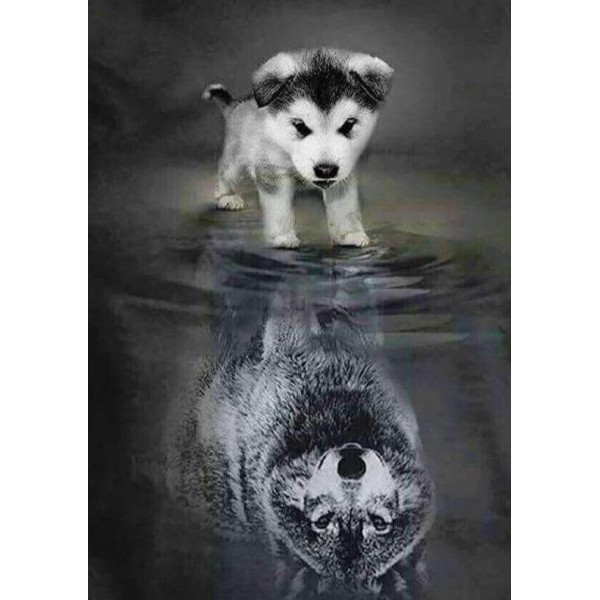 Dog Wolf Reflection