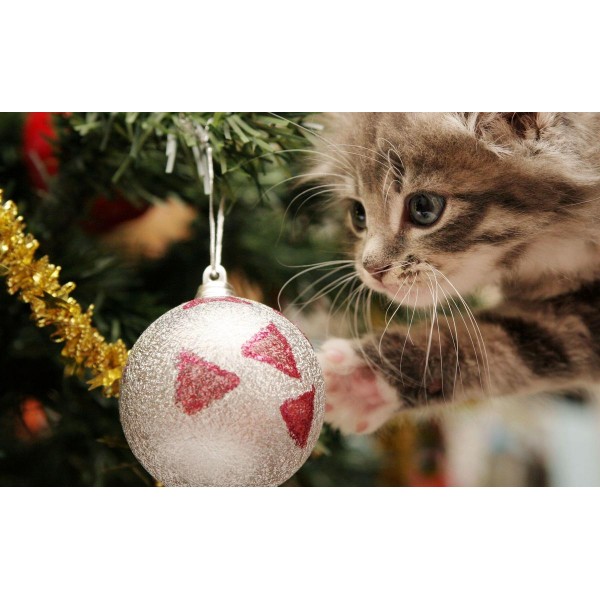 Kitten Plays With Christmas Ball