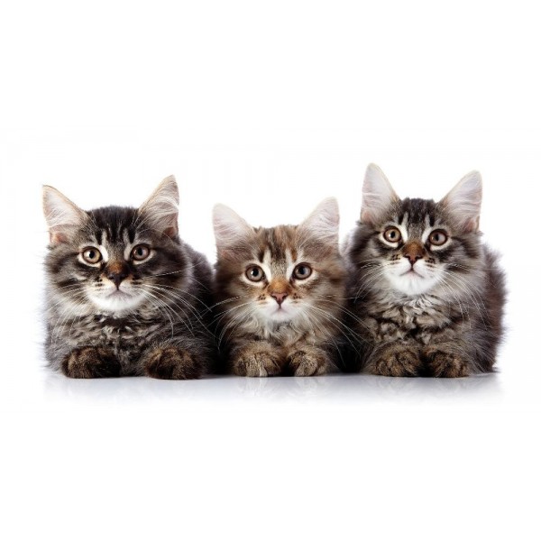 The Three Curious Kittens