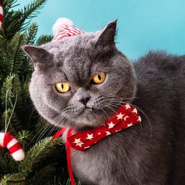 The Grumpy Christmas Cat