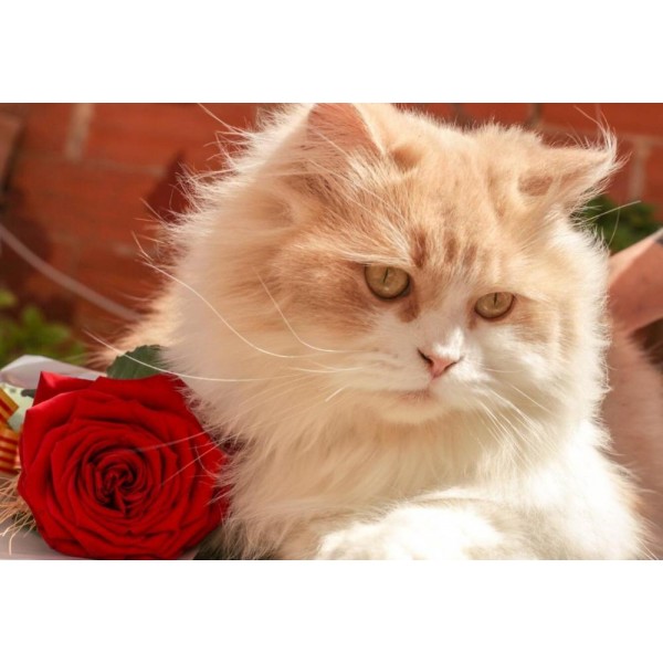 White Cat with Red Rose