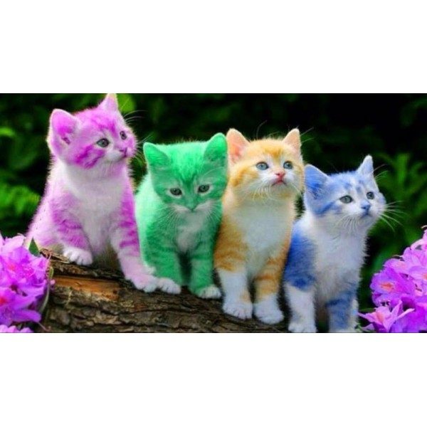 Coloured Kittens