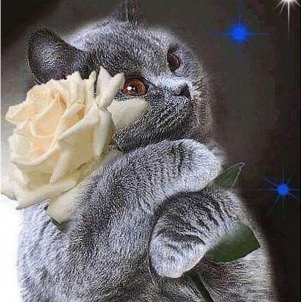 Cat with White Rose