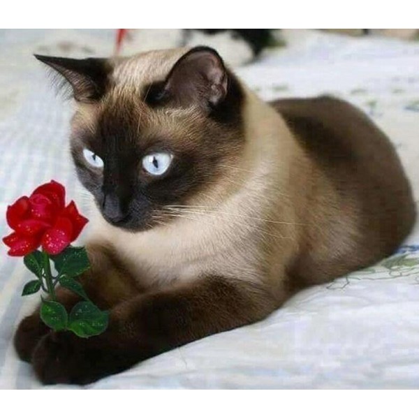 Cat Red Rose