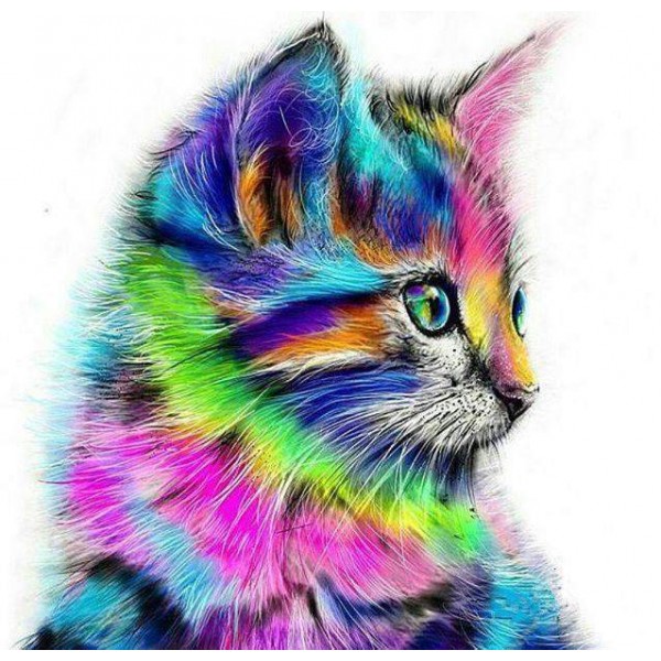 Colourful Cat